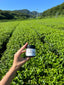 Let’s Talk About Tea Cultivars